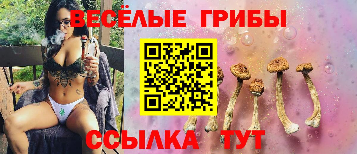 Галлюциногенные грибы Psilocybe Котлас